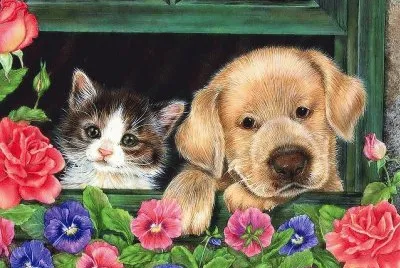 amigos