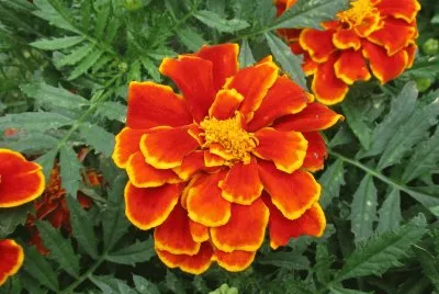 Awesome orange marigolds