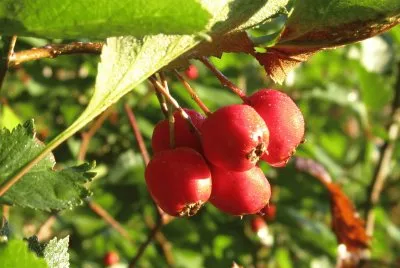 Red berries at dawn
