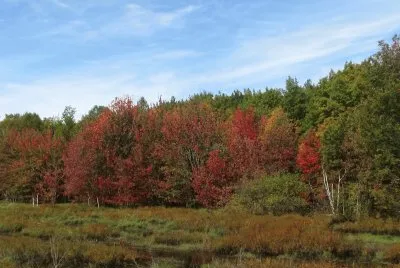 Fall colours in Douglasfield NB