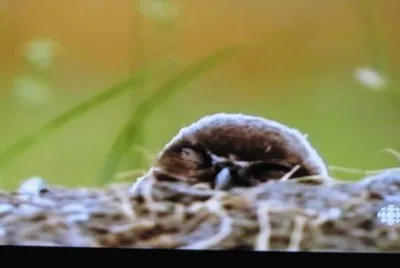 Owl peek-a-boo