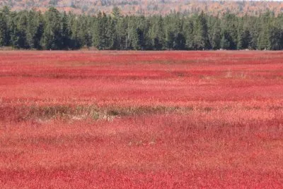 Blueberry field in the fall