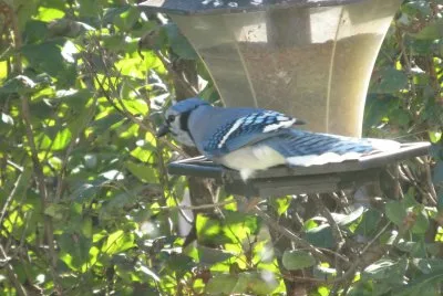 Blue Jay at the feeder