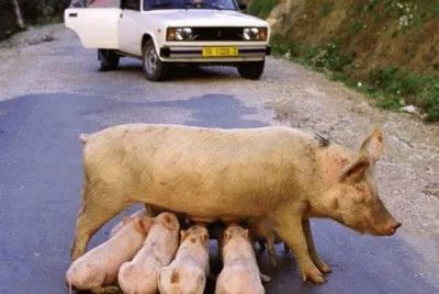 cochinitos