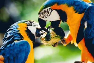 GUACAMAYA AZUL jigsaw puzzle