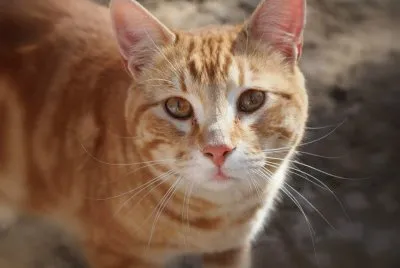 פאזל של Gatito rubio de lindos ojos