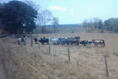 O Vaqueiro Mineiro jigsaw puzzle