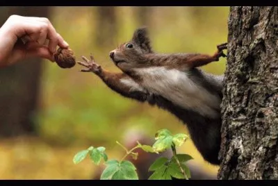 Esquilo jigsaw puzzle