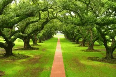 פאזל של jardim