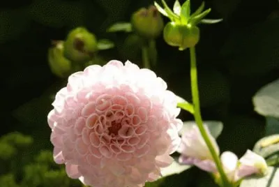 פאזל של dahlia