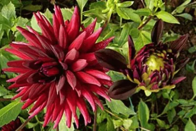 פאזל של dahlia