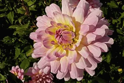 פאזל של dahlia