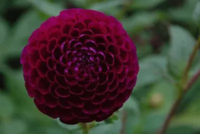 פאזל של dahlia