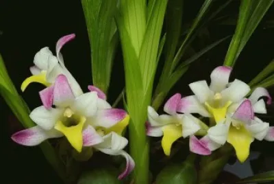 orquÃ­dea jigsaw puzzle