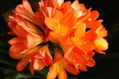 Clivia jigsaw puzzle
