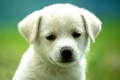 cÃ£ozinho