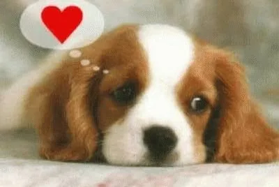 פאזל של cÃ£ozinho