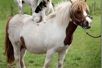 amigos