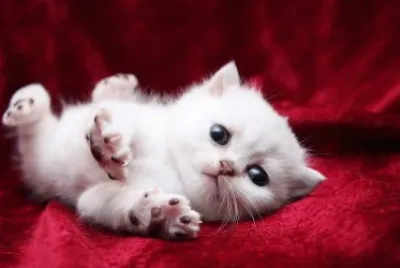 gatinho