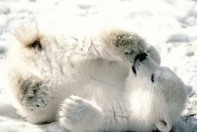 urso