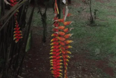 Misiones jigsaw puzzle