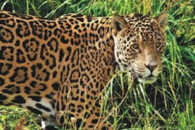 JAGUAR jigsaw puzzle