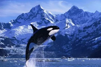 La ballena Keiko