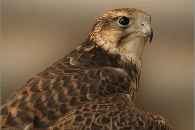 Belleza del Reino Animal
