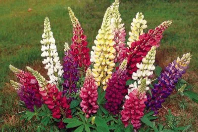 lupins jigsaw puzzle