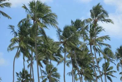 Coqueiros jigsaw puzzle