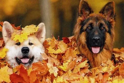 gossets jigsaw puzzle