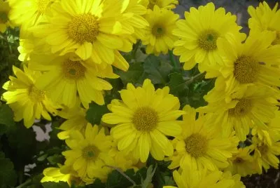 Crisantems jigsaw puzzle