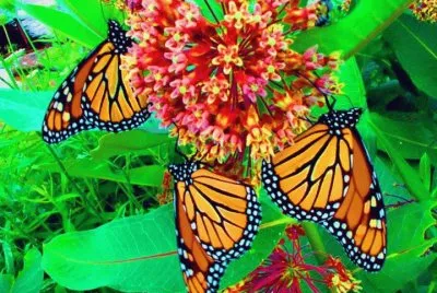 Monarch butterflies jigsaw puzzle