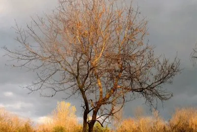 Paisatje tardor jigsaw puzzle