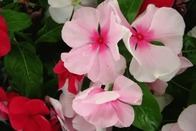 pervenche de madagascar