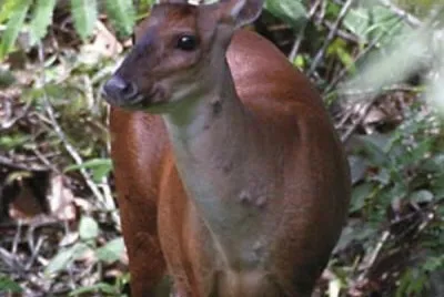 Venado de sabana