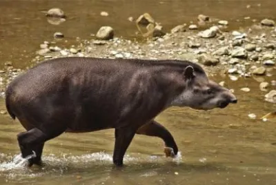 Danta o Tapir