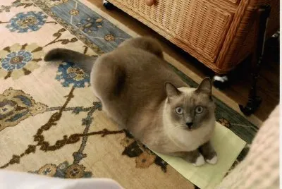 cat