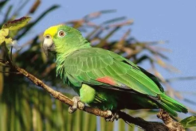 פאזל של Loro