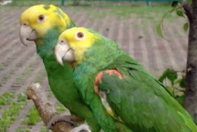 פאזל של Loro cabeza amarilla