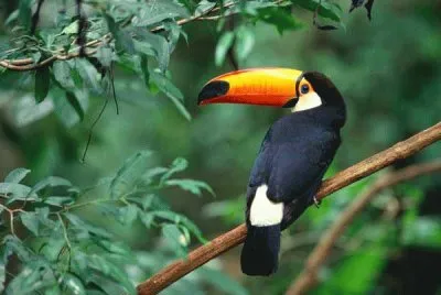 Tucan 01