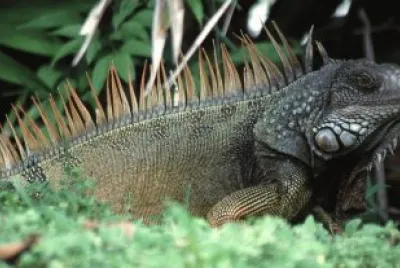Iguana Verde