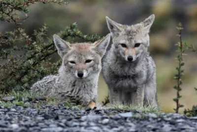 Fauna PatagÃ³nica