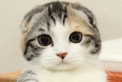 sees