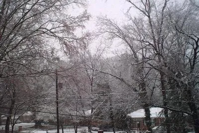 Winter trees 2
