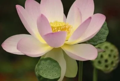 lotus