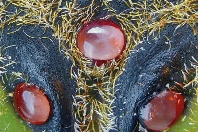 026å¹¾ä½•éœç‰©