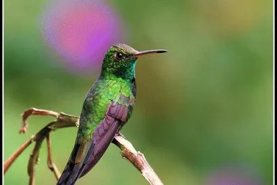 zumbador doinicano