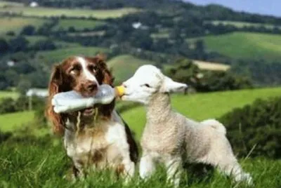 פאזל של mom #161