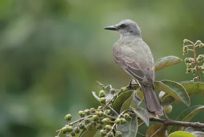 Ave de las Sabanas